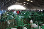 12ª edição da ExpoRajada começa nessa quinta-feira